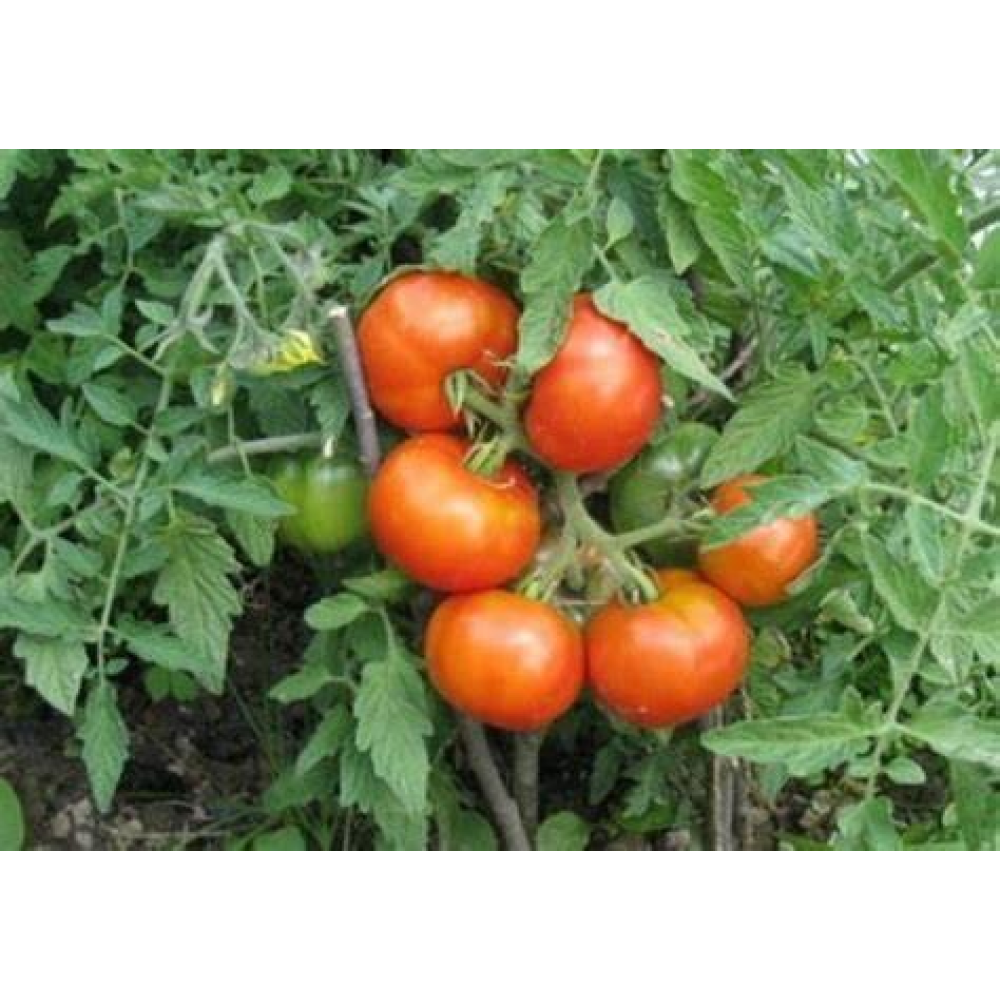 Томат Лакомка 0.1г