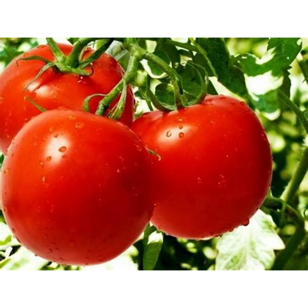 Томат Мона Ліза 0.1г