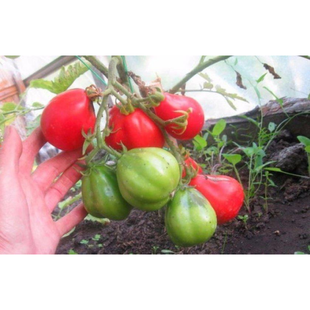 Помідор Трюфель рожевий 0.1г