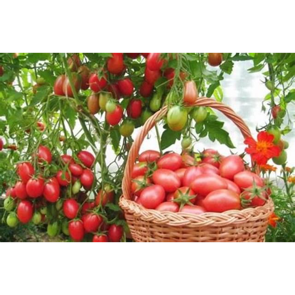 Томат Черевички 0.1г