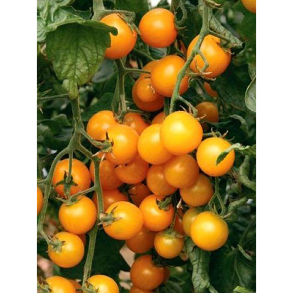 Помідор Черрі помаранчевий 0,1 г