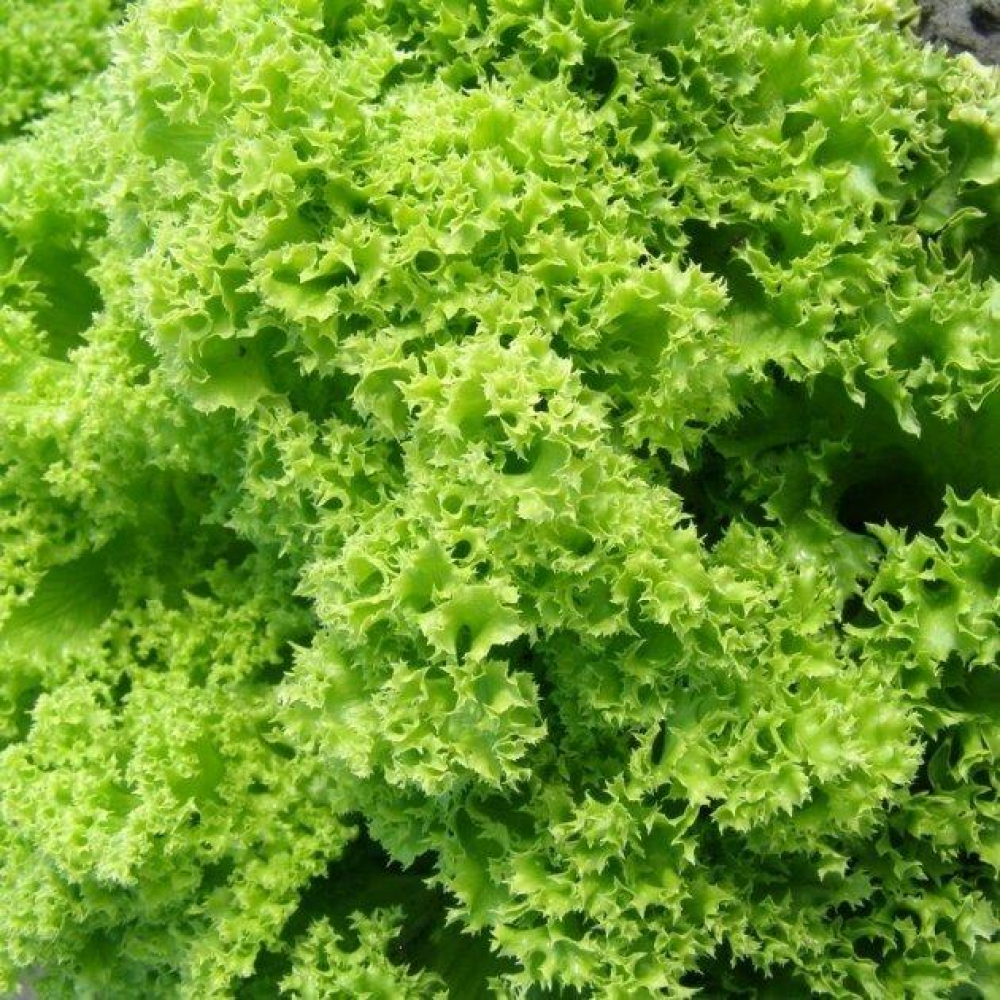 Салат Городнє чудо 1г