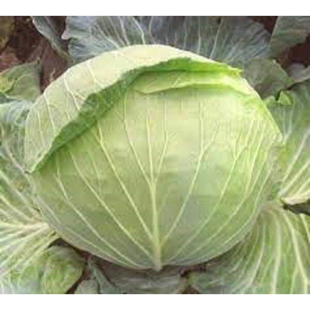 Капуста рання Веснянка 1г