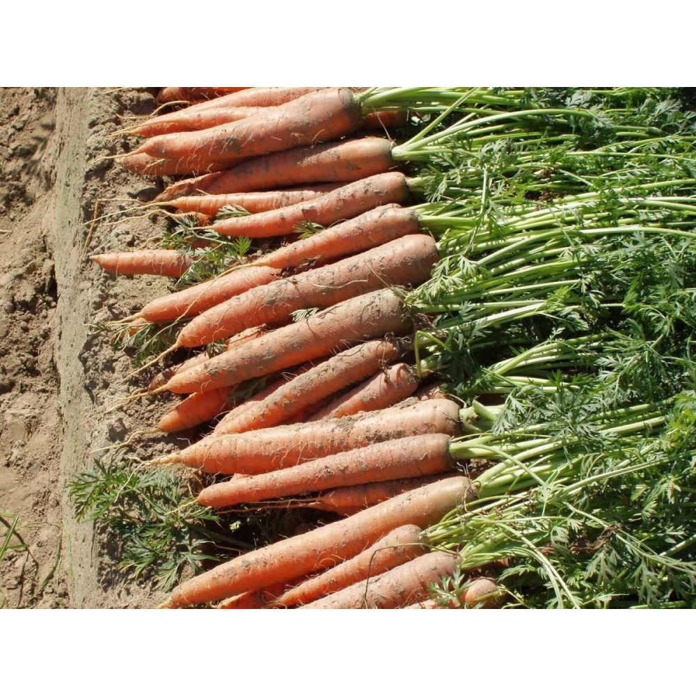 Морква Віта Лонга 1г /Bejo Zaden