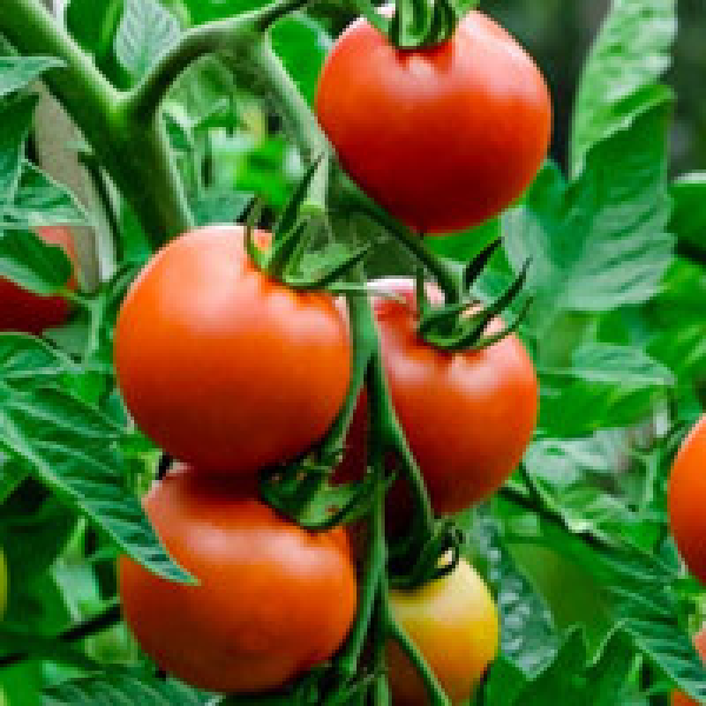 ФУНГІЦИД РЕВУС ТОП 500 SC K.S. SYNGENTA, 6 МЛ