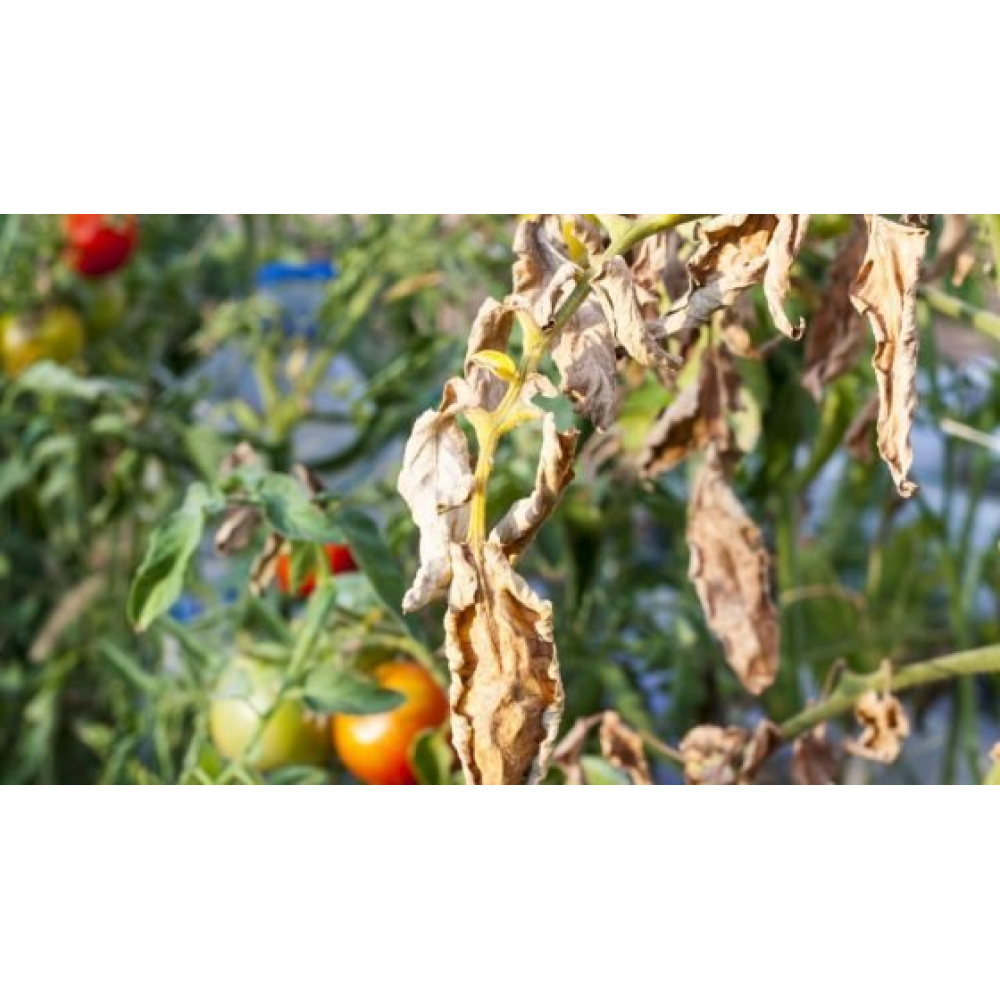 ФУНГІЦИД РЕВУС ТОП 500 SC K.S. SYNGENTA, 6 МЛ