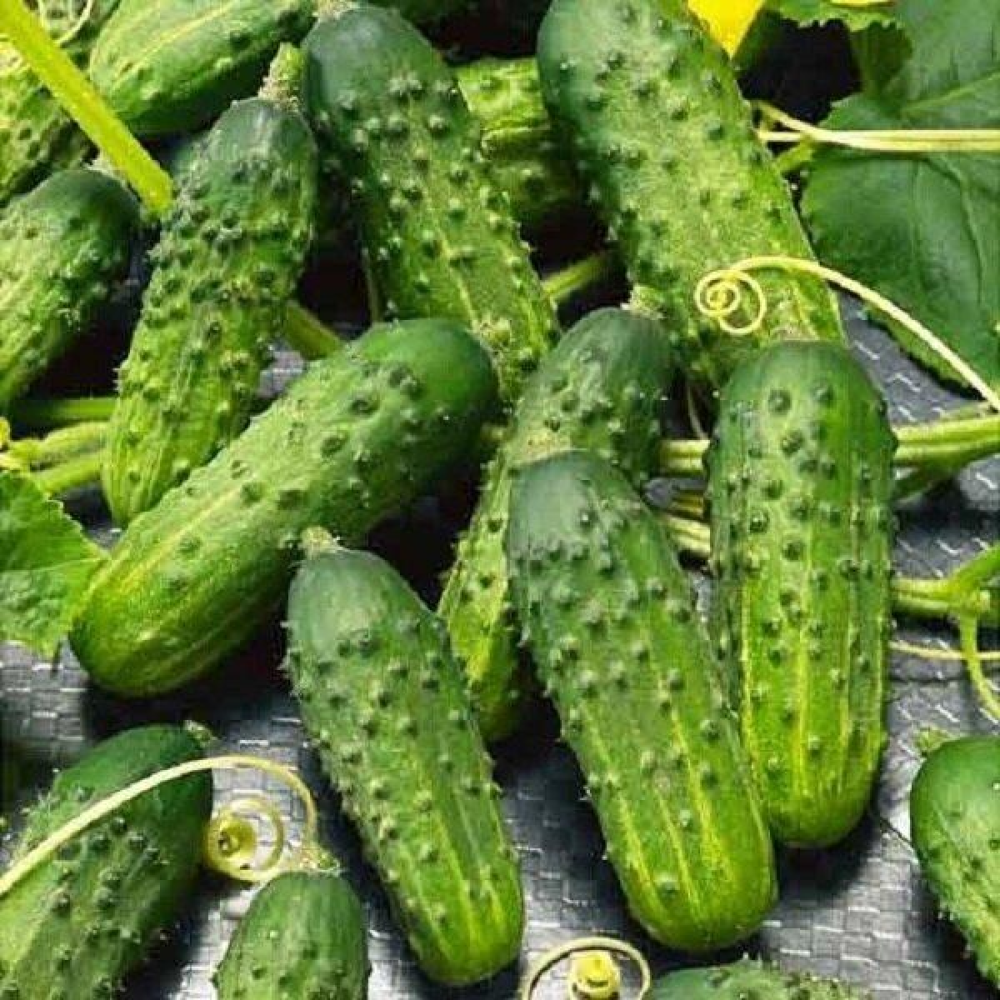 Огірок Водограй F1 15шт