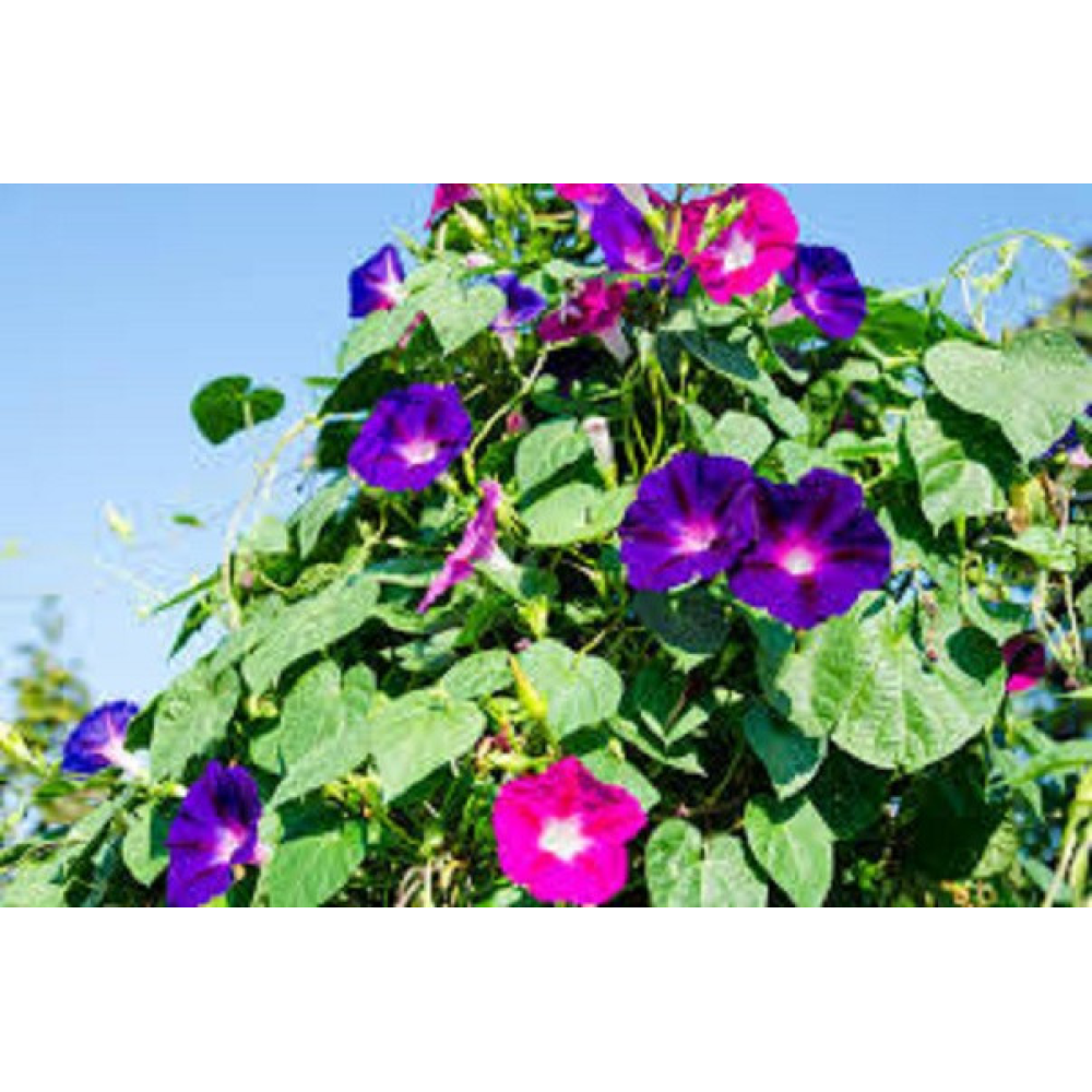 Іпомея суміш