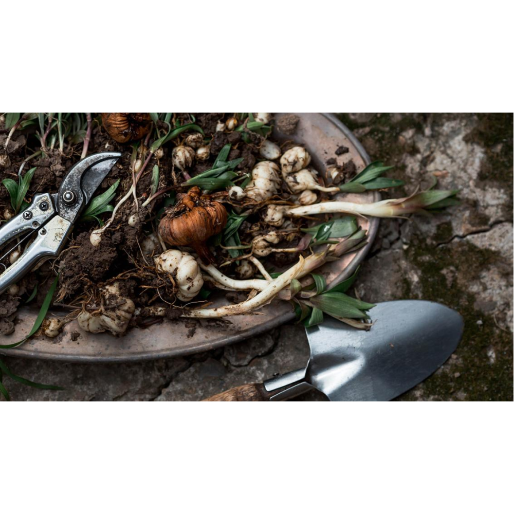 ФУНГІЦИД МАКСИМ 025 FS Т.К.С. SYNGENTA 10 МЛ