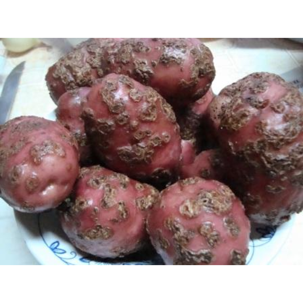 ФУНГІЦИД МАКСИМ 025 FS Т.К.С. SYNGENTA 10 МЛ