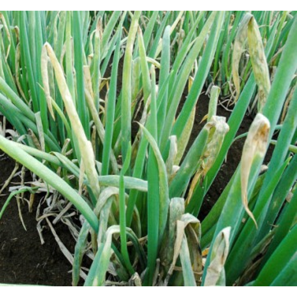 ФУНГІЦИД МАКСИМ 025 FS Т.К.С. SYNGENTA 10 МЛ