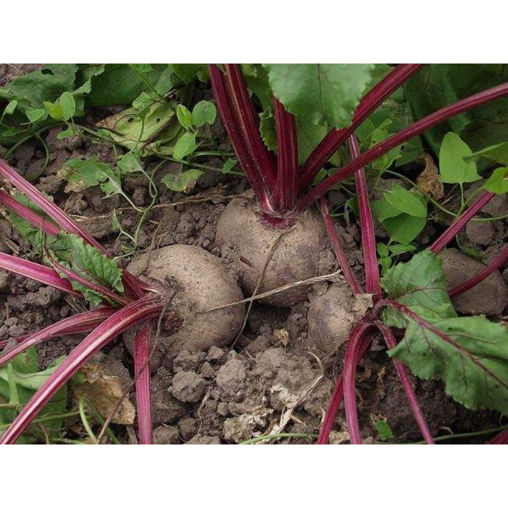 Свекла столова Водан F1 10шт /Bejo Zaden