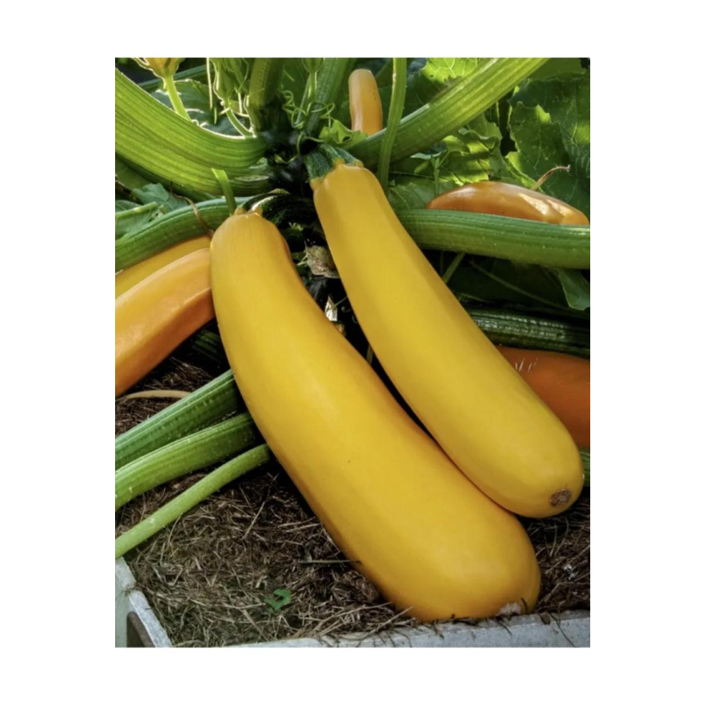 Кабачок Голдстік F1 5шт / Lark Seeds