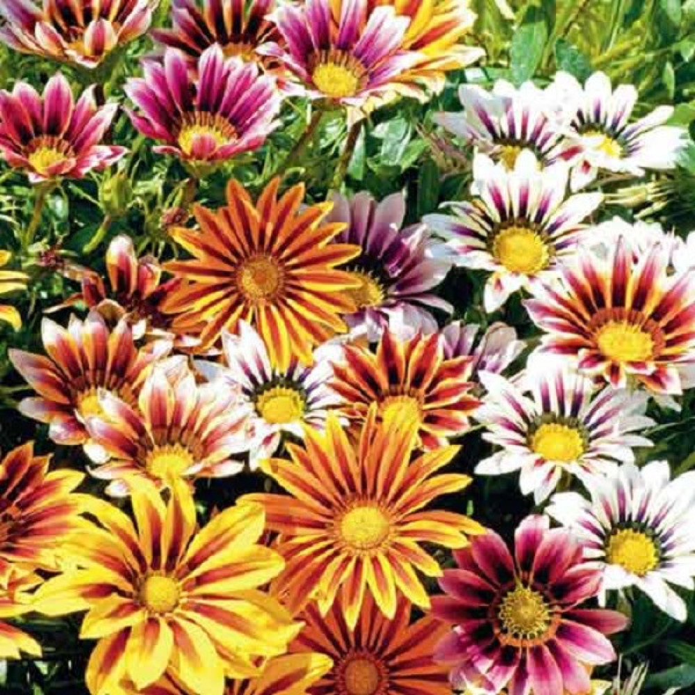 Газанія суміш Садова зірка 0.2 г