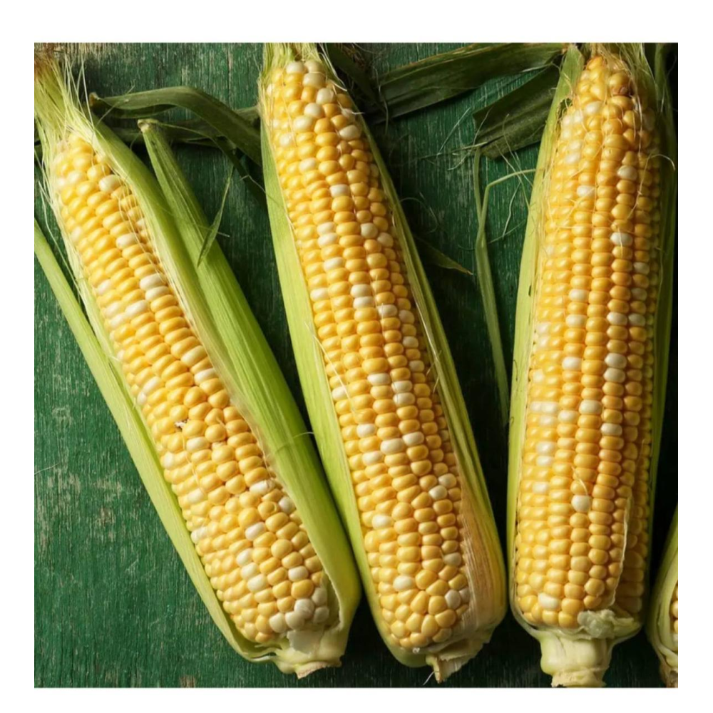 Кукуруза Камберленд F1 15 шт / Clause