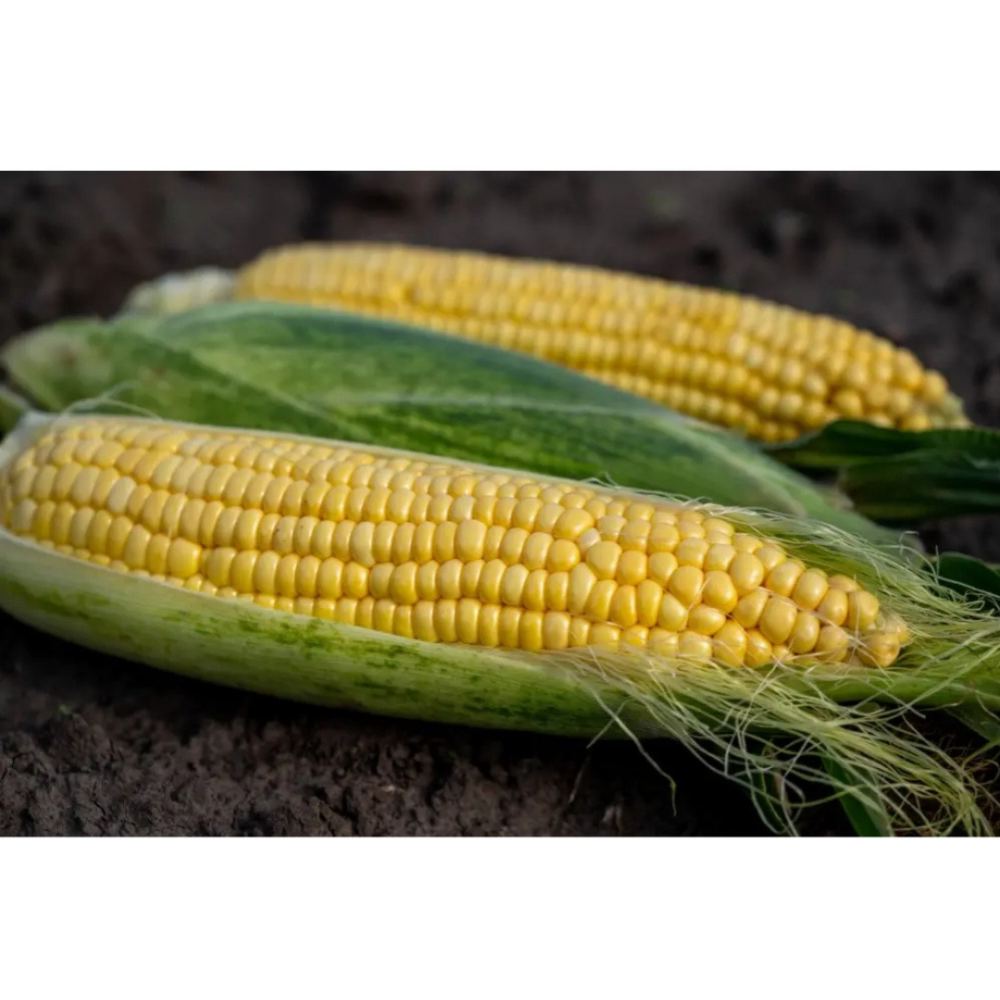 Кукурудза Акцент F1 20шт / Syngenta