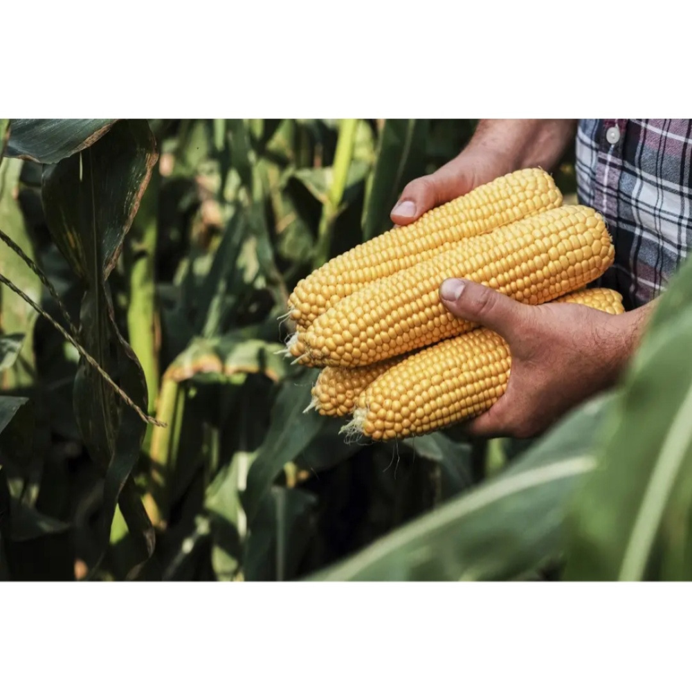 Кукурудза Тайсон F1 20шт / Syngenta