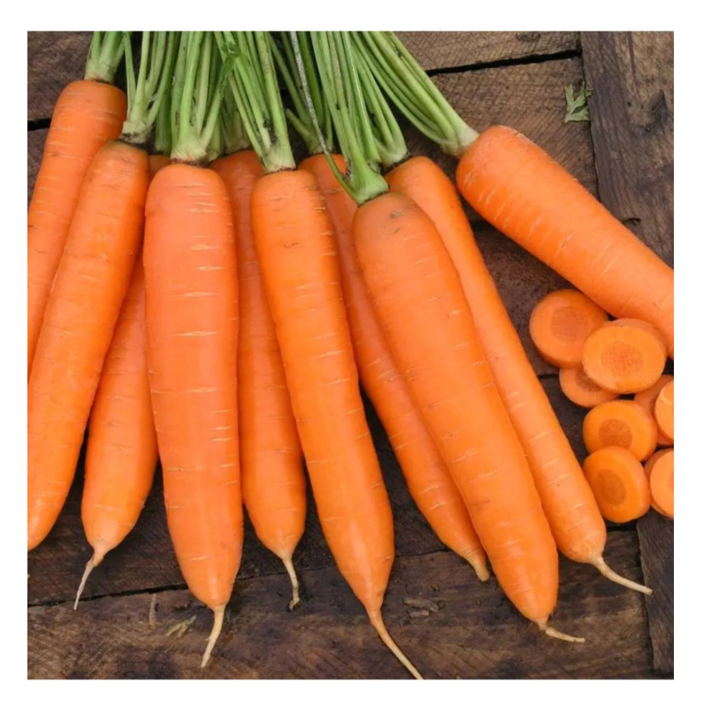 Морква Сіркана F1 400шт / Nunhems Zaden