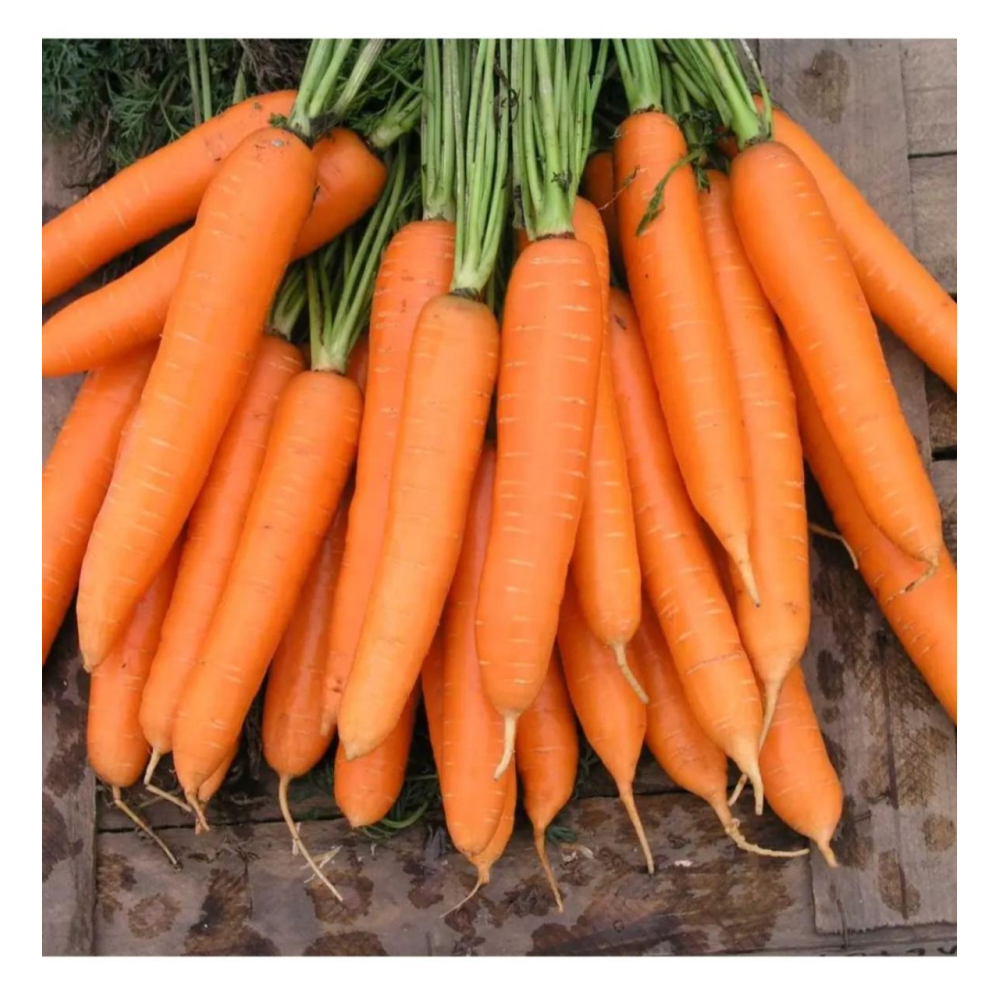 Морква Сіркана F1 400шт / Nunhems Zaden