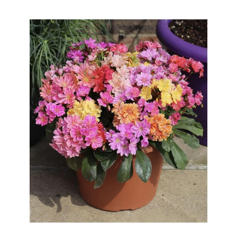 Левізія туполиста Еліза суміш 5шт / Berani