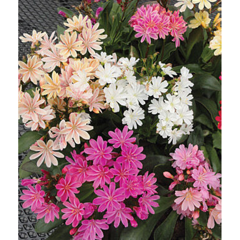 Левізія туполиста Еліза суміш 5шт / Berani