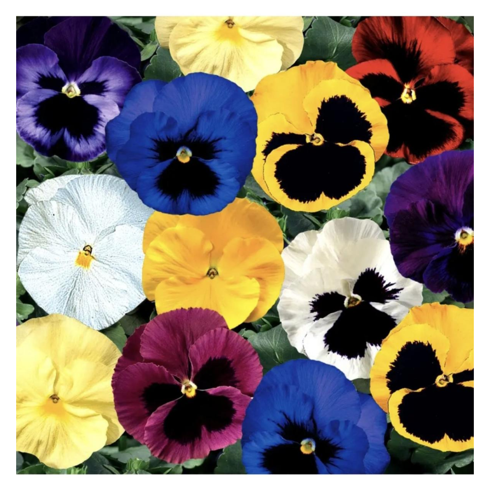 Віола віттрока Дельта F1 смесь / Syngenta  Flowers