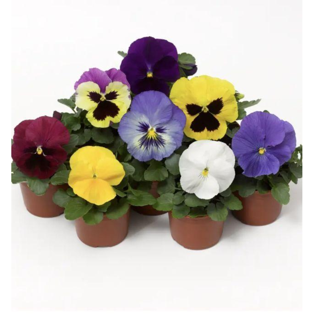 Віола віттрока Дельта F1 смесь / Syngenta  Flowers