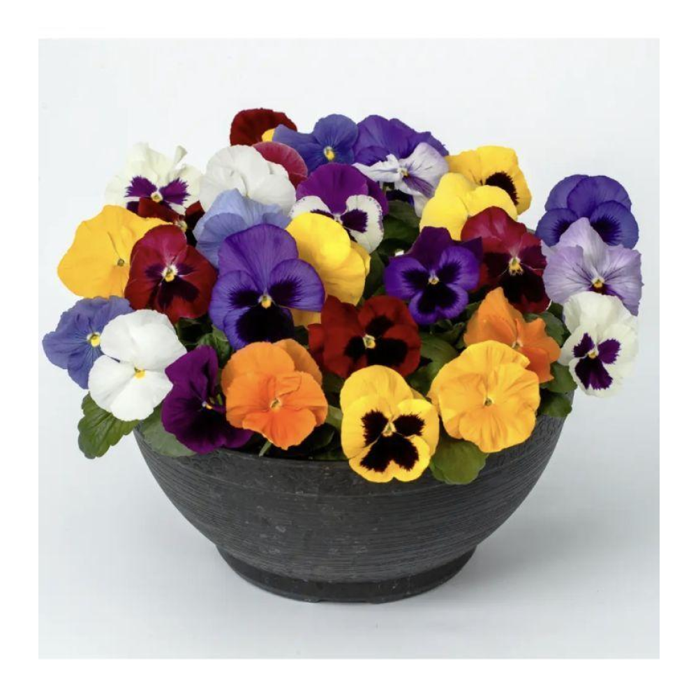 Віола віттрока Дельта F1 смесь / Syngenta  Flowers