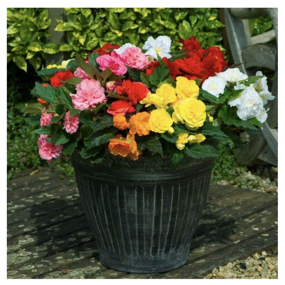 Бегонія бульбова махрова НонСтоп F1 10шт / Benary flowers