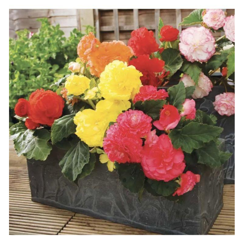 Бегонія бульбова махрова НонСтоп F1 10шт / Benary flowers