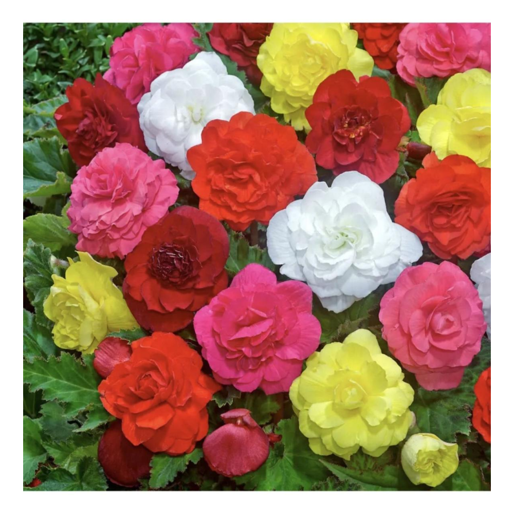 Бегонія бульбова махрова НонСтоп F1 10шт / Benary flowers