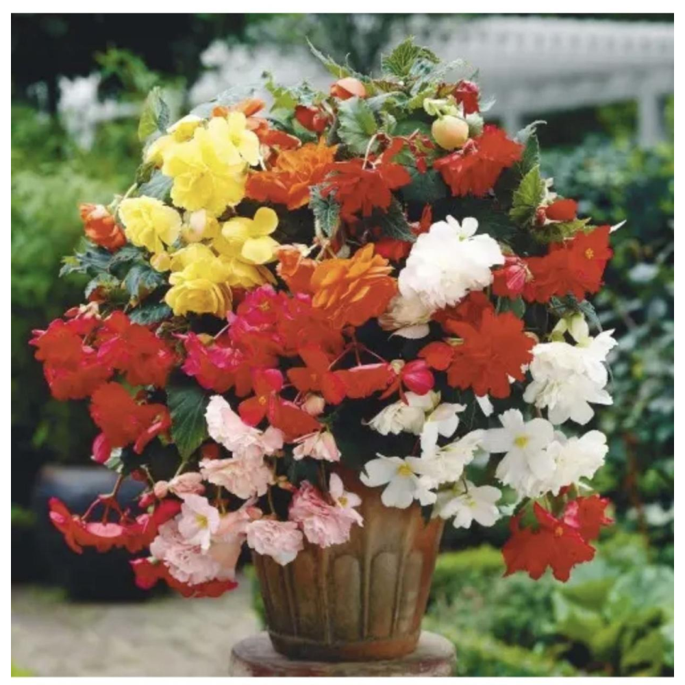 Бегонія бульбова ампельна Шансон F1 10шт / Cerny