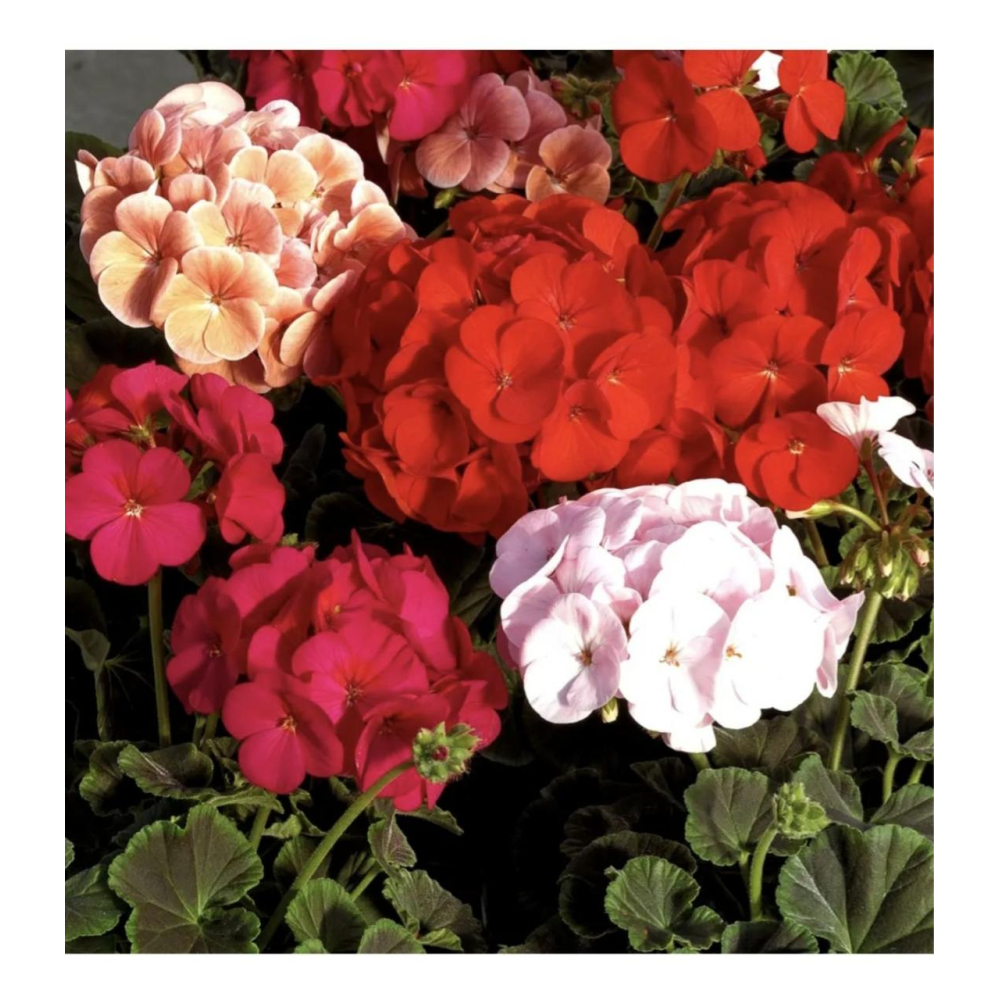 Пеларгонія садова Бордюр 10шт / Hem Genetics