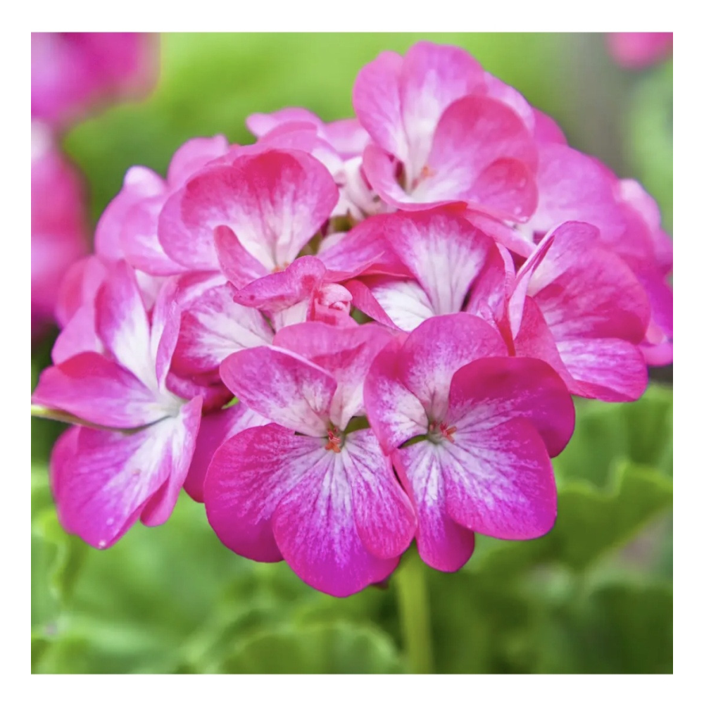 Пеларгонія садова Бордюр 10шт / Hem Genetics