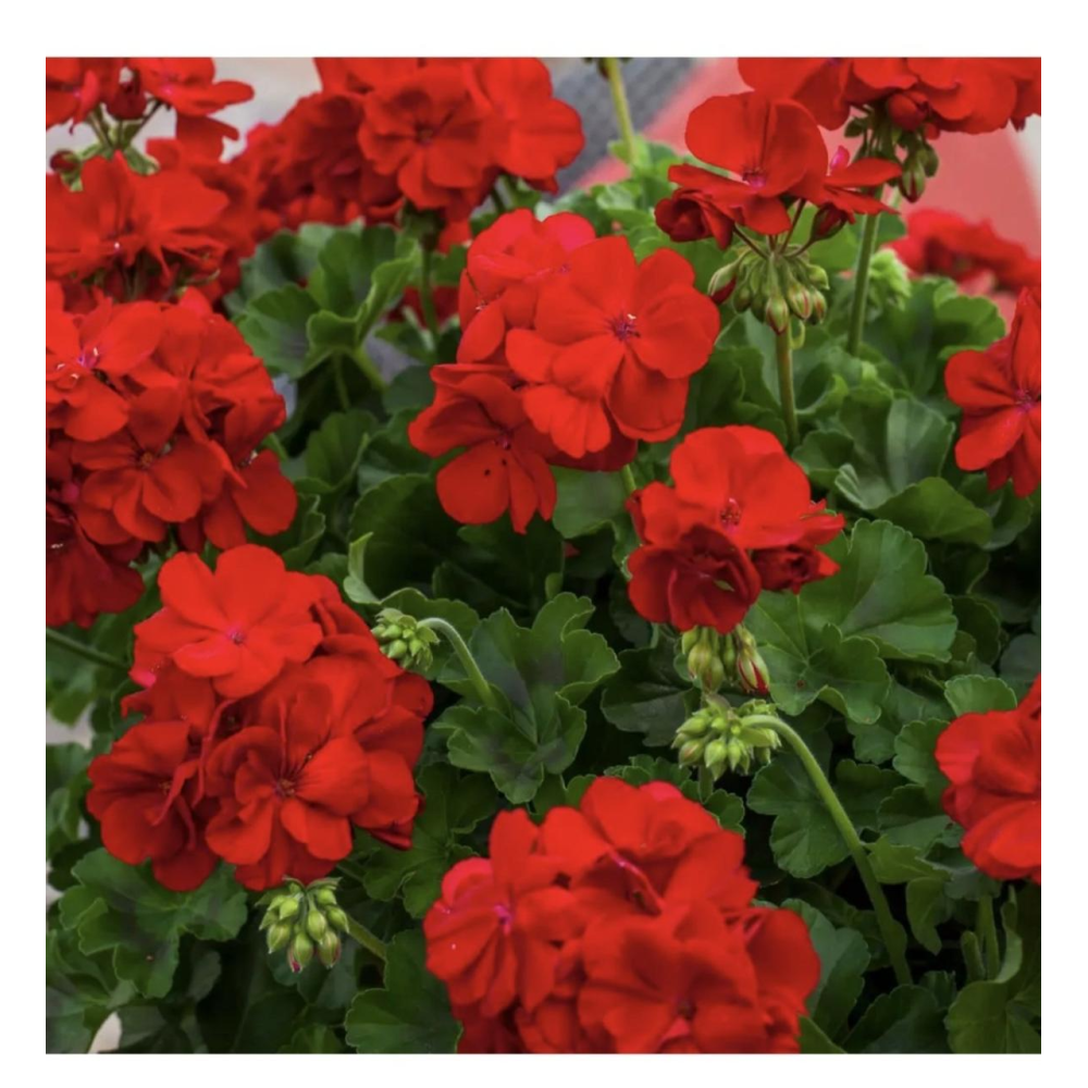 Пеларгонія зональна Скарлет 10шт / Hem Genetics