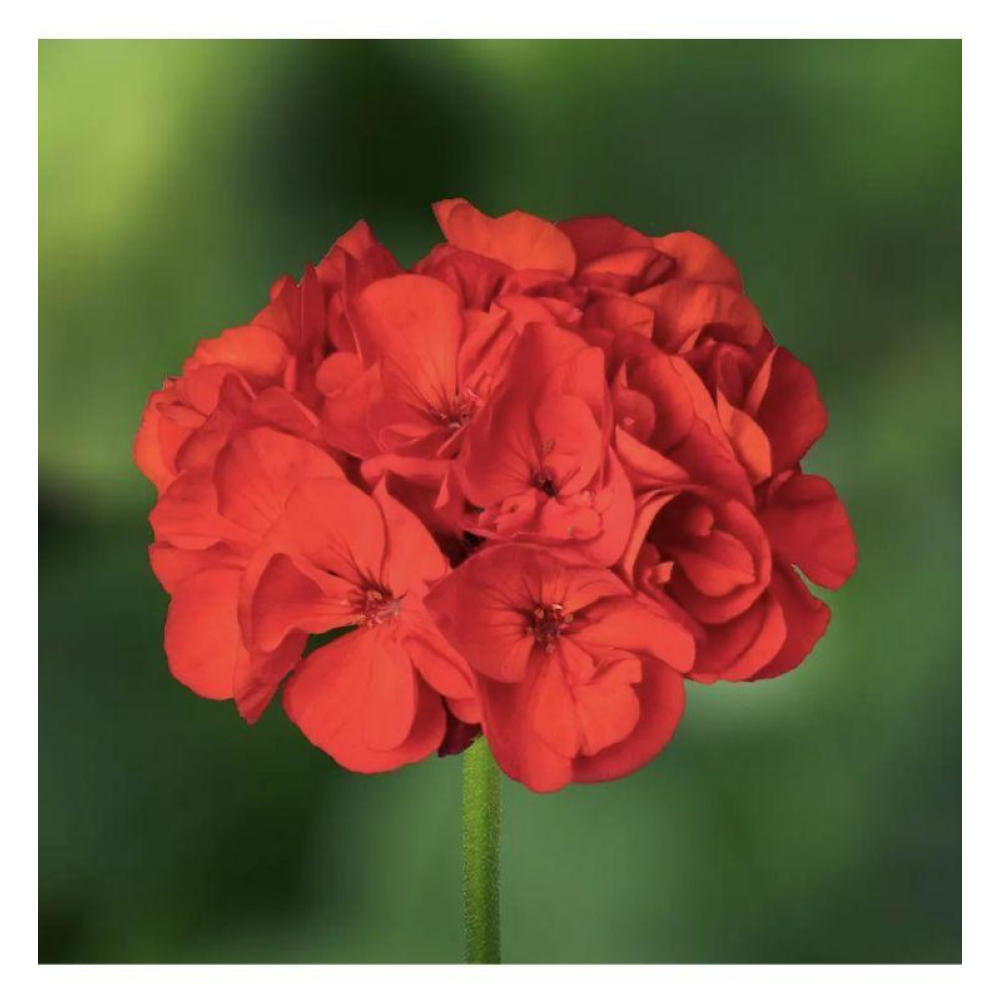 Пеларгонія зональна Скарлет 10шт / Hem Genetics