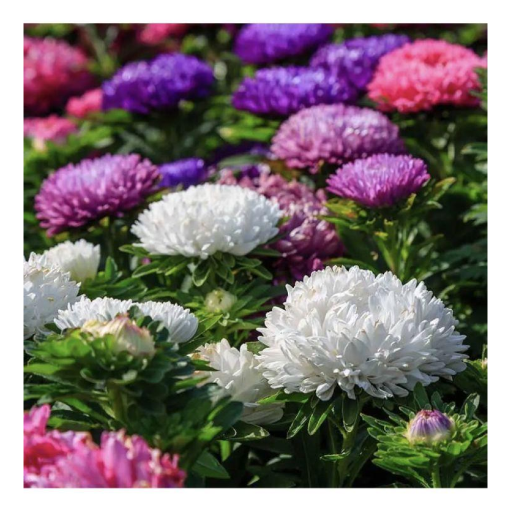 Айстра китайська Аполлонія суміш 0.3г / W/Legutko