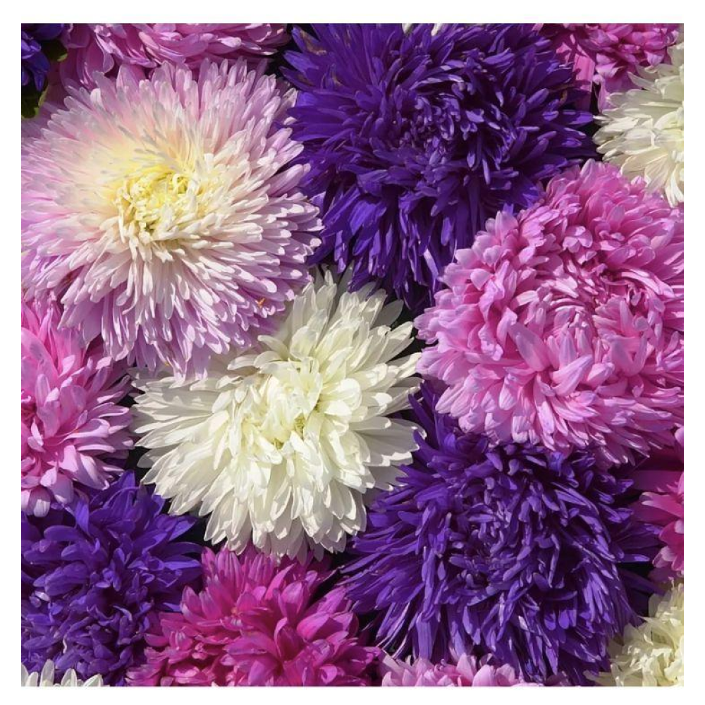 Айстра китайська Аполлонія суміш 0.3г / W/Legutko