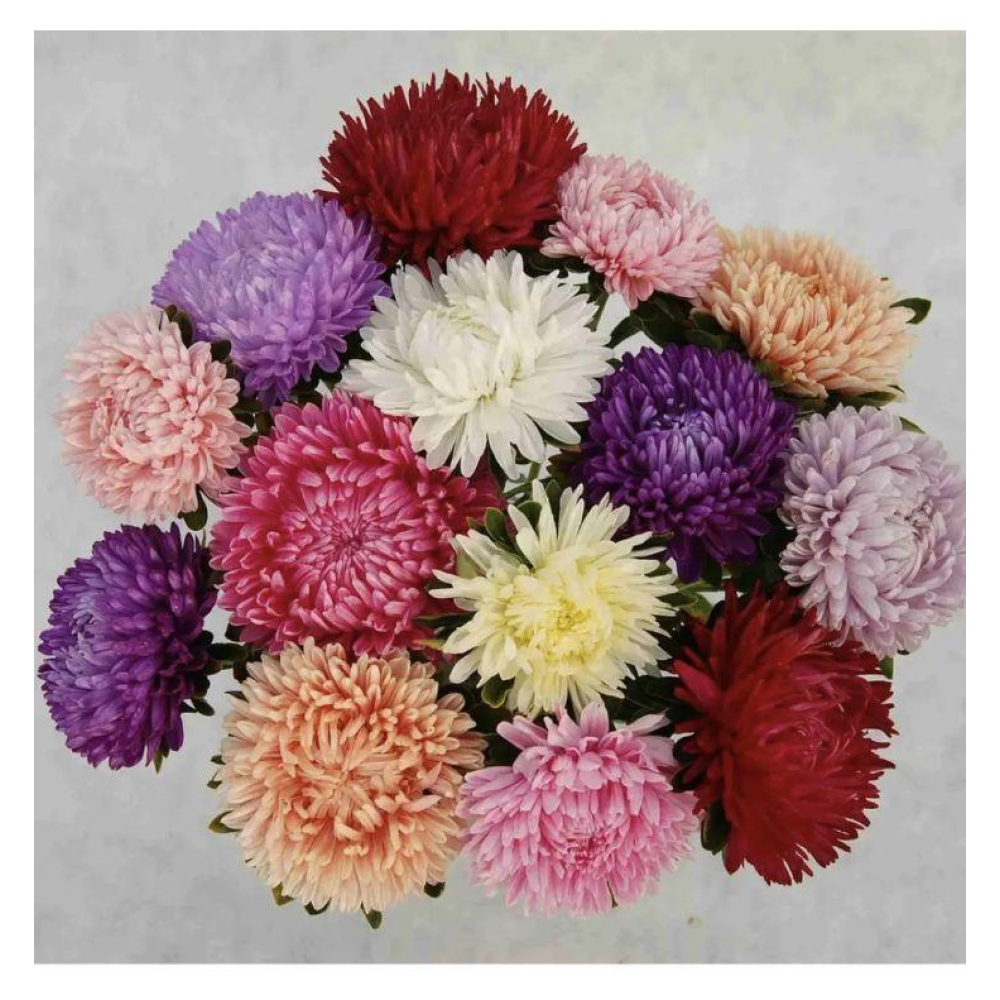 Айстра букетна Б“ютіфул Дей суміш 0.2г / Satimex