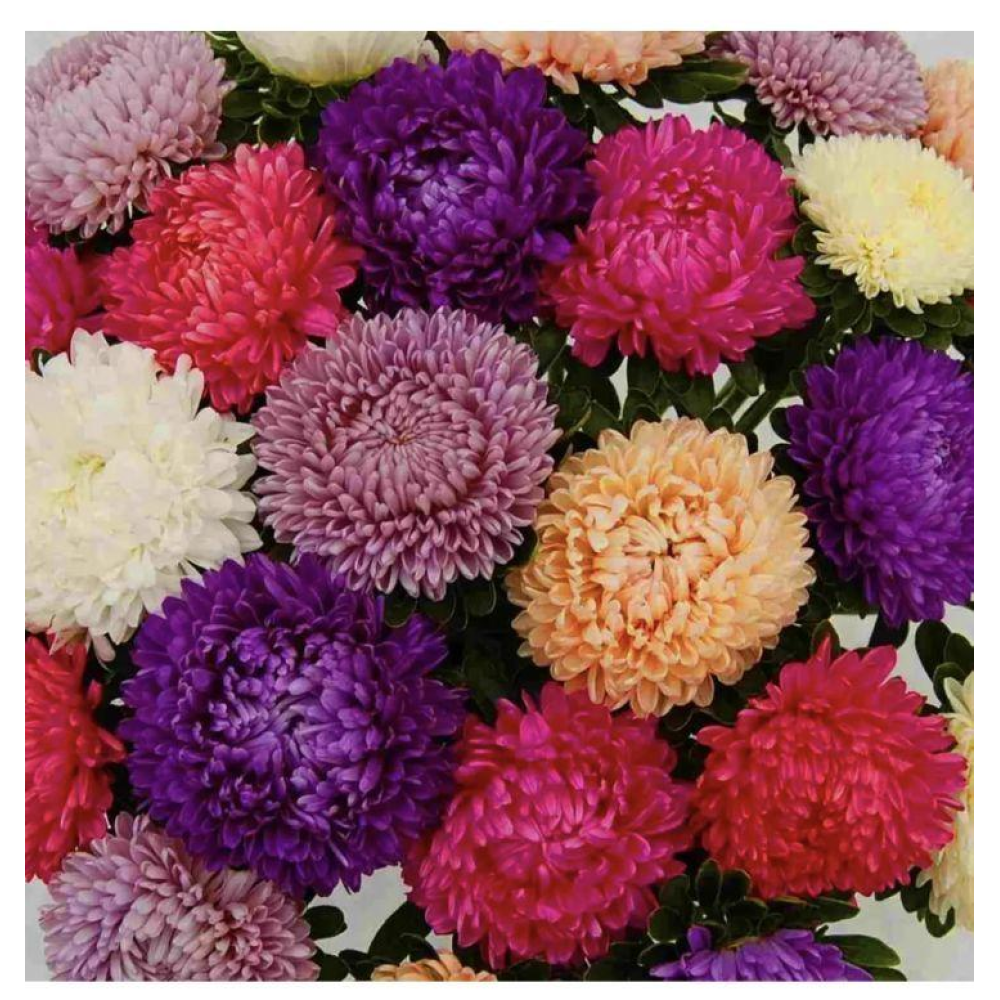 Айстра букетна Б“ютіфул Дей суміш 0.2г / Satimex