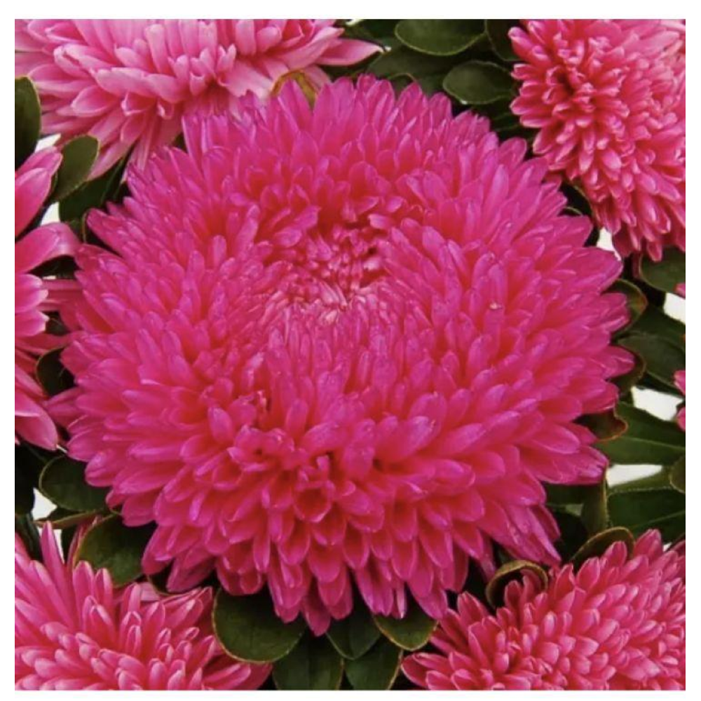 Айстра Балун рожева 0.1г / Satimex