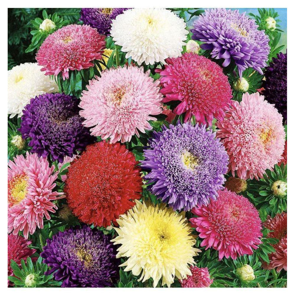 Айстра китайська Болеро суміш 0.3г /  W.Legutko