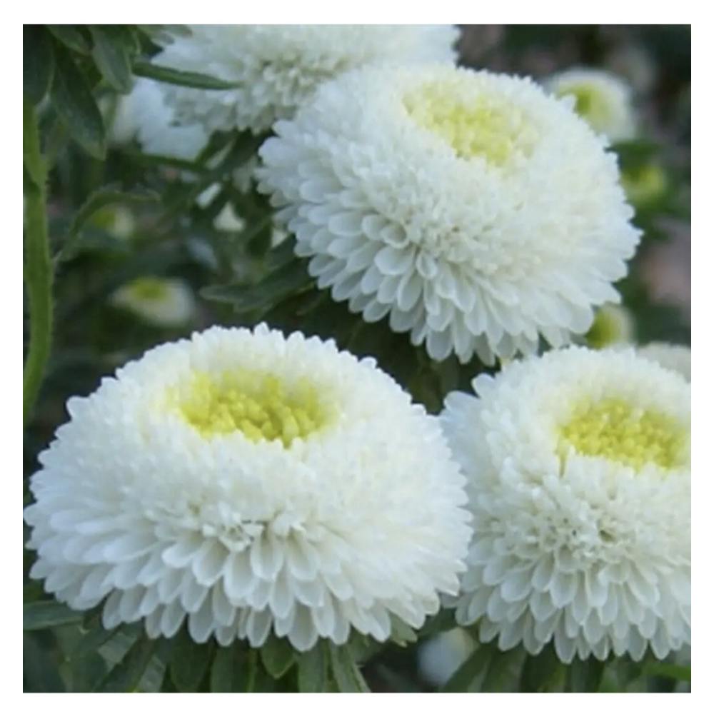 Айстра китайська Болеро суміш 0.3г /  W.Legutko