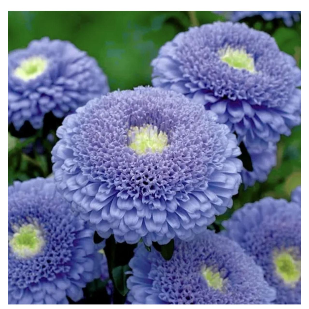 Айстра китайська Болеро суміш 0.3г /  W.Legutko