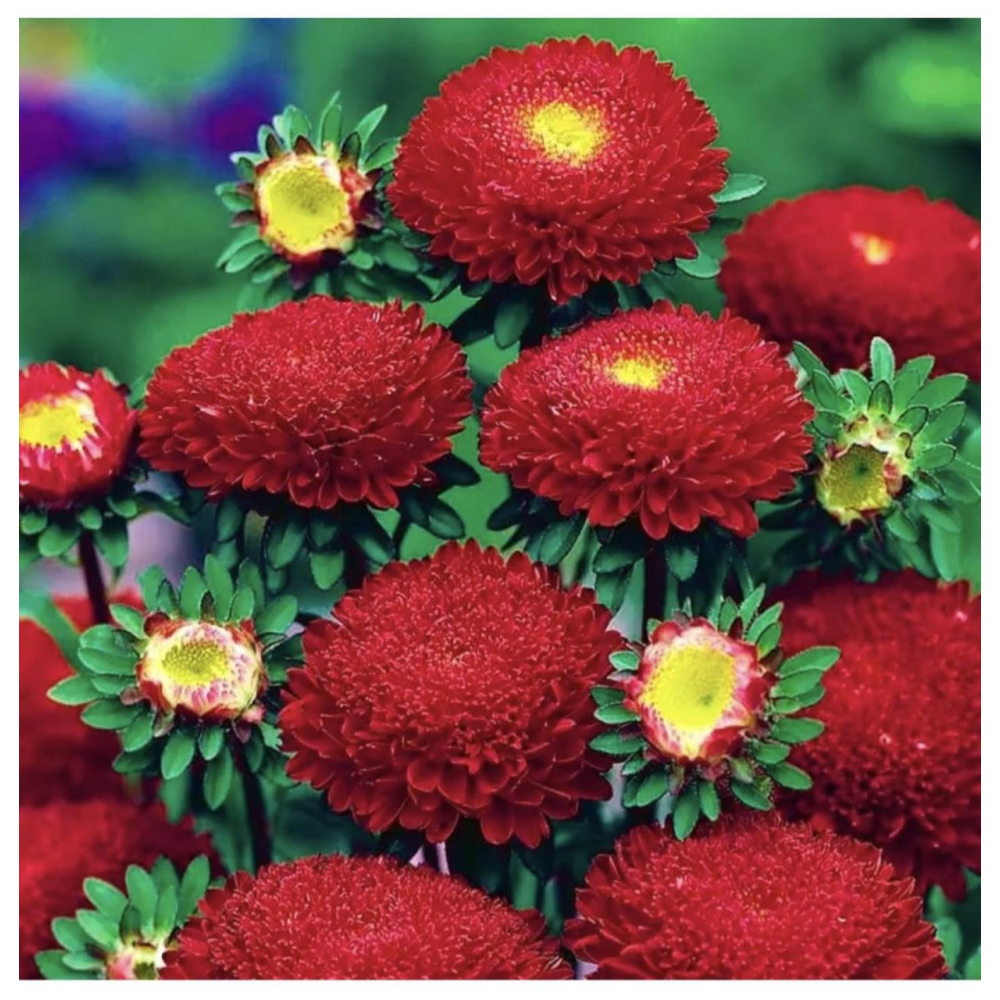 Айстра китайська Болеро суміш 0.3г /  W.Legutko