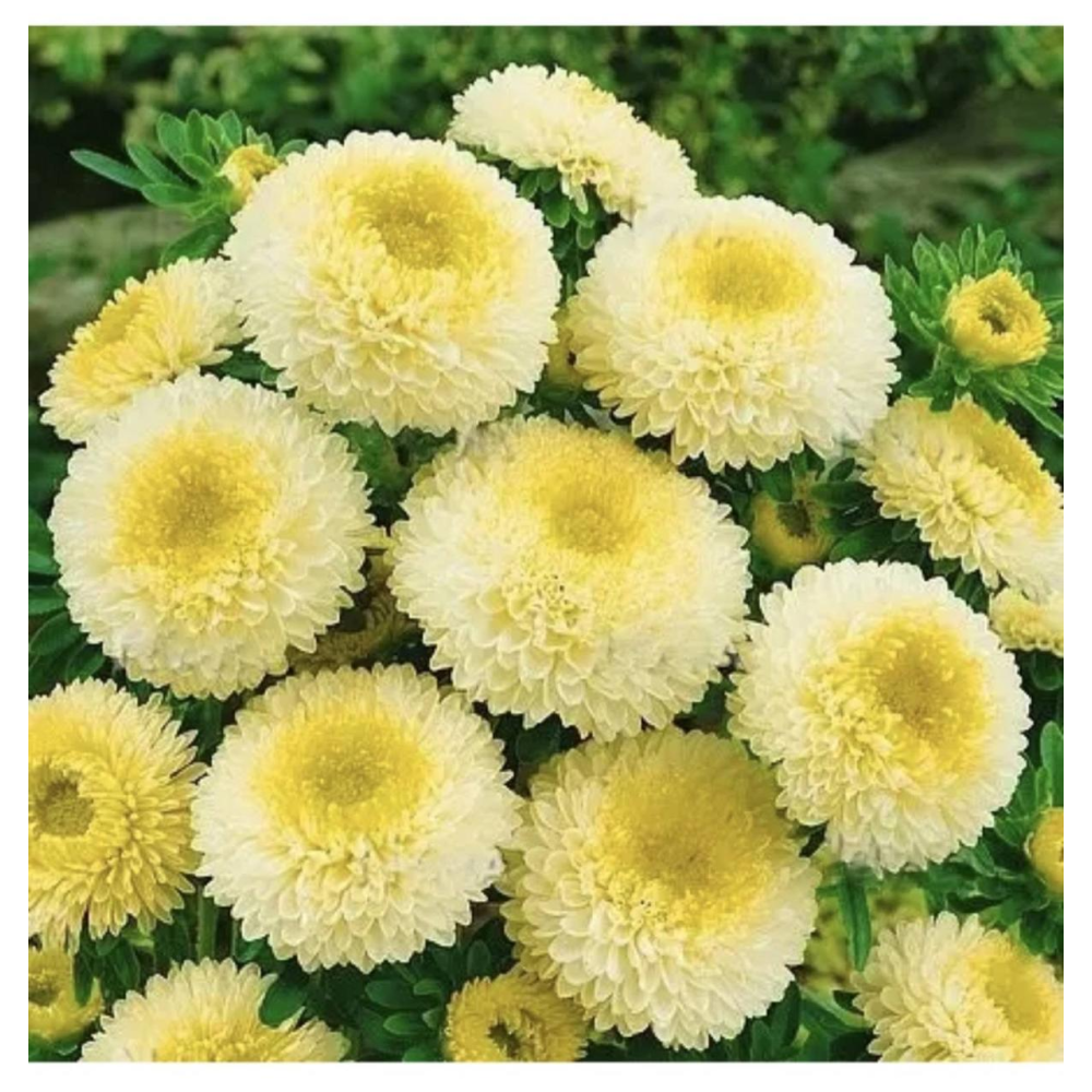 Айстра китайська Болеро суміш 0.3г /  W.Legutko