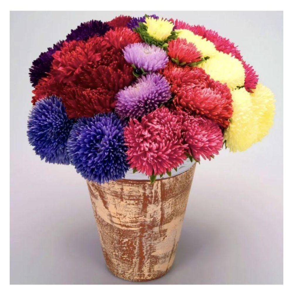 Айстра голчаста Гала суміш 20шт / Berany