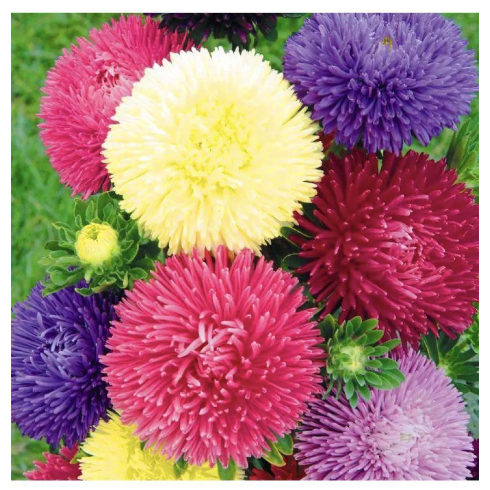 Айстра голчаста Гала суміш 20шт / Berany