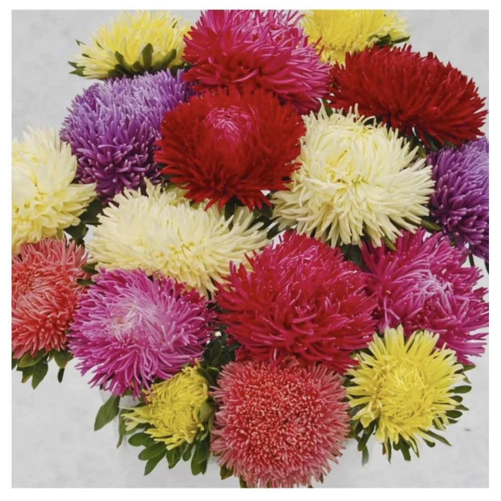 Айстра китайська голчаста Ювель суміш 0.1г / Satimex