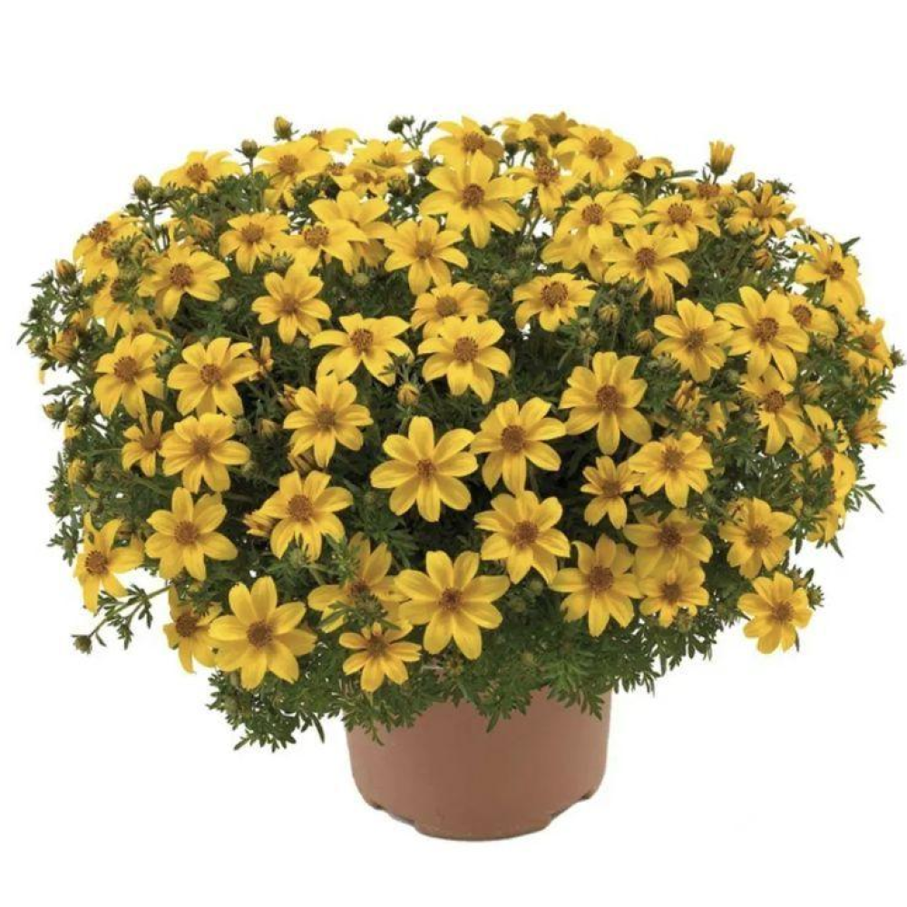 Біденс Ауреа золотистий 0.2г / Hem Zaden